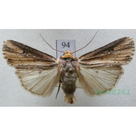 Axylia putris (Linnaeus, 1761) Czech94